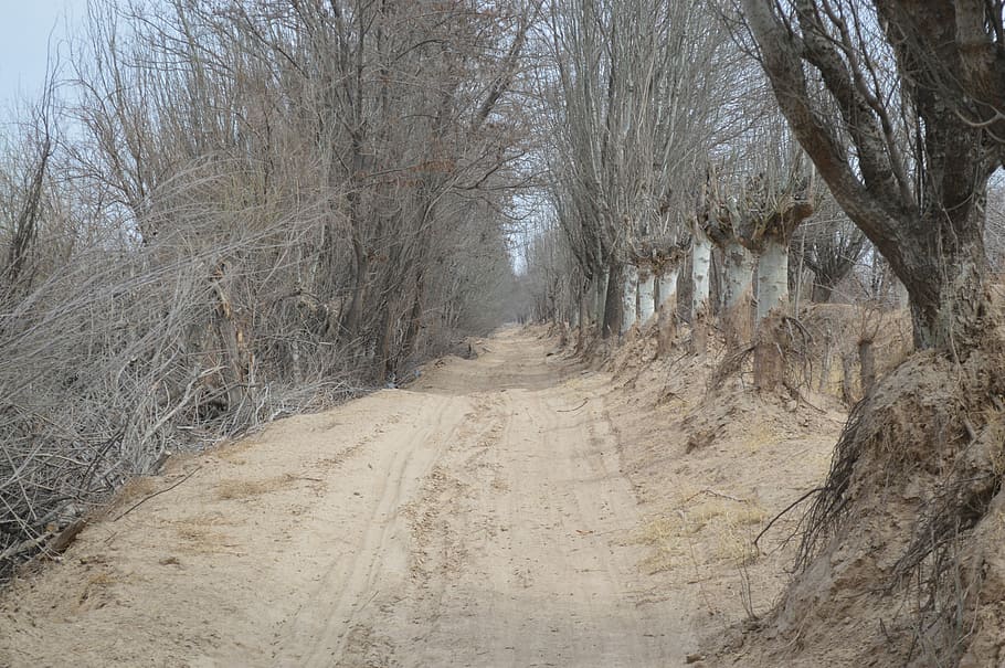 Views, Landscape, Winter, road, forest, single lane road, tree HD wallpaper