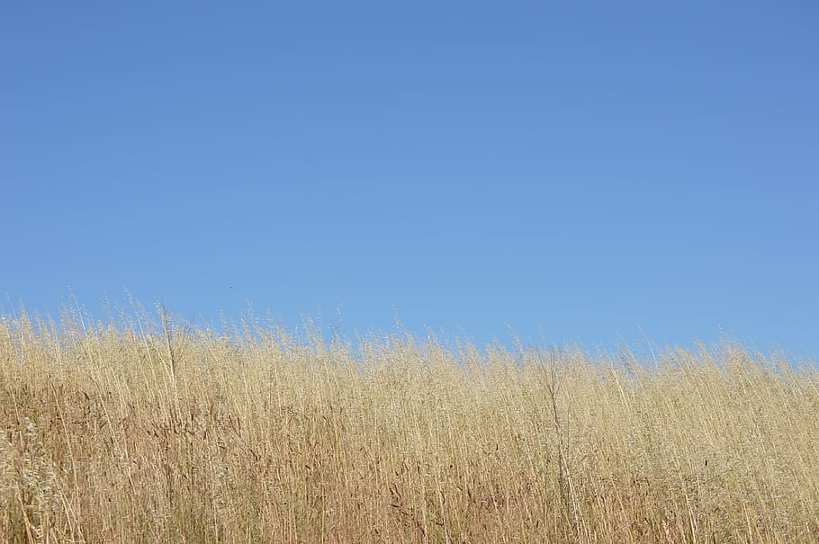 sky, blue, grass, skyline, summer, environment, nature, scene HD wallpaper