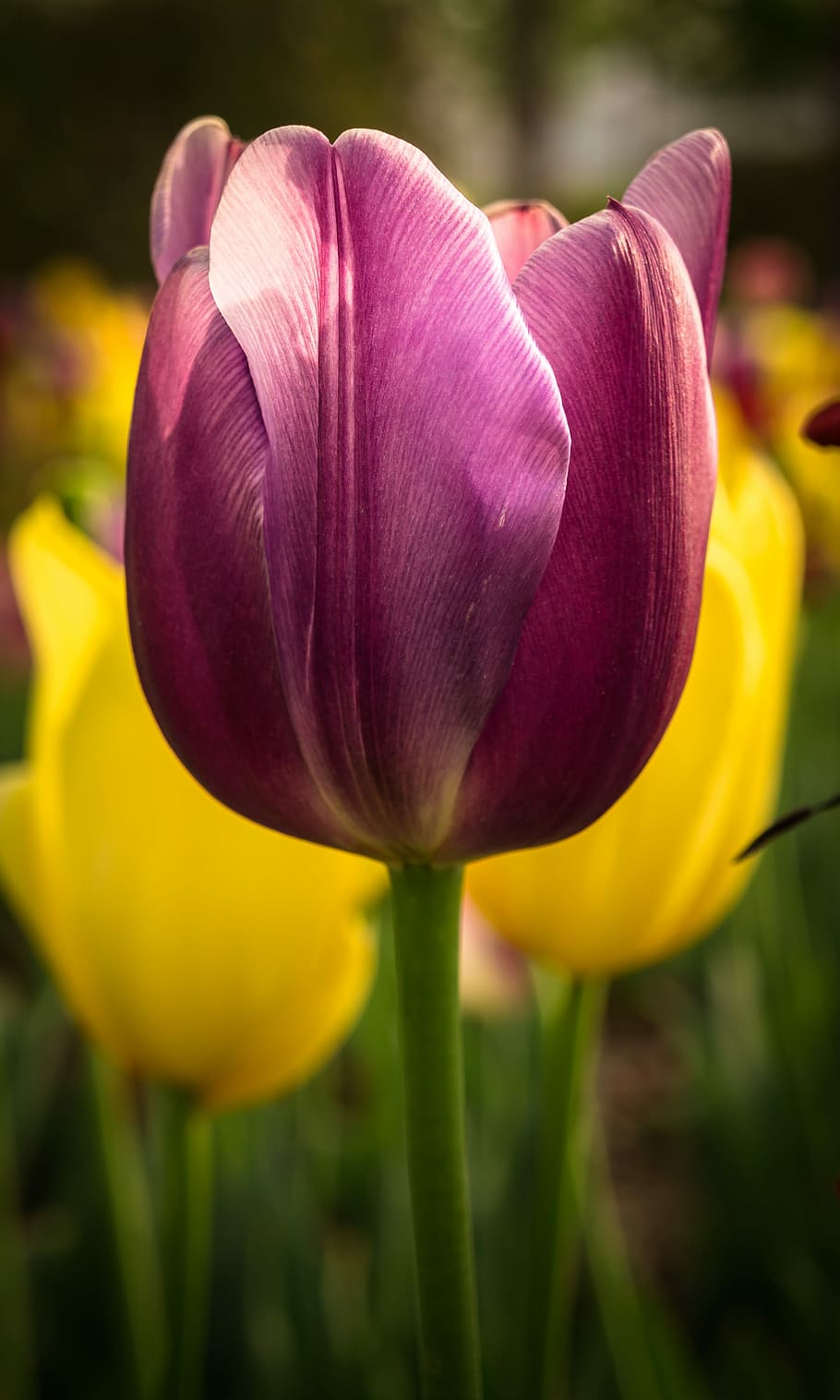 tulip, nature, flowers, plants, garden, spring, bud, spring flowers HD wallpaper
