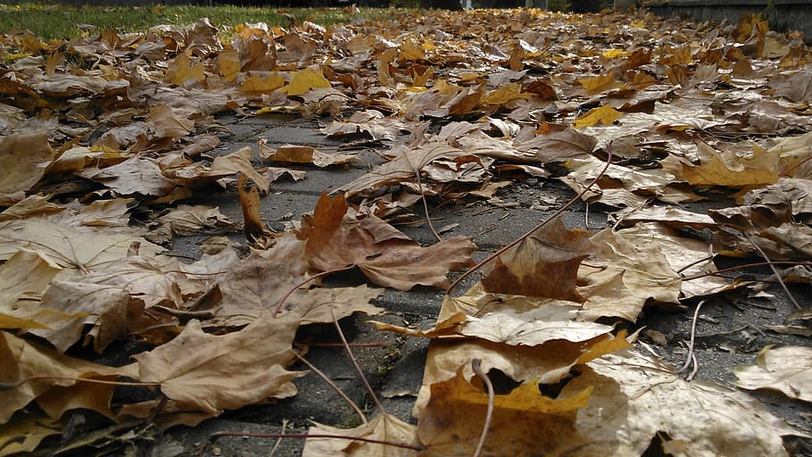 foliage, maple, autumn, fallen, leaf, plant part, change, leaves HD wallpaper