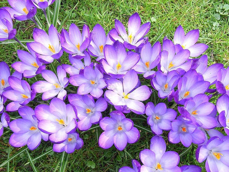 blooming purple crocus flowers, Violet, Spring, Blossom, flora HD wallpaper