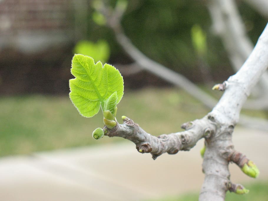 nature, sprout, tree, leaf, branch, green, spring, season, fresh HD wallpaper