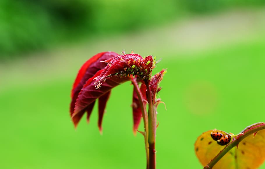 greenfly, bugs, pest, red fly, aphid, sap-sucking, red-eyed HD wallpaper