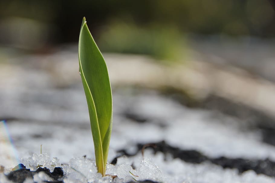 Stengel, Winter, Ice, Leaf, green, nature, growth, plant, close-up HD wallpaper
