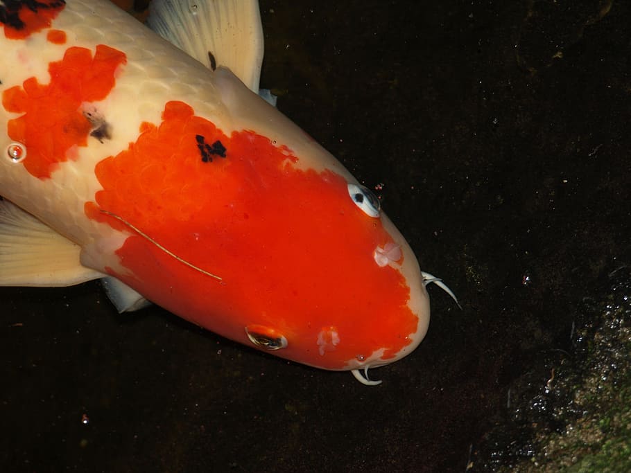 koi, carp, fish, water, pond, zen, swimming, animals in the wild HD wallpaper