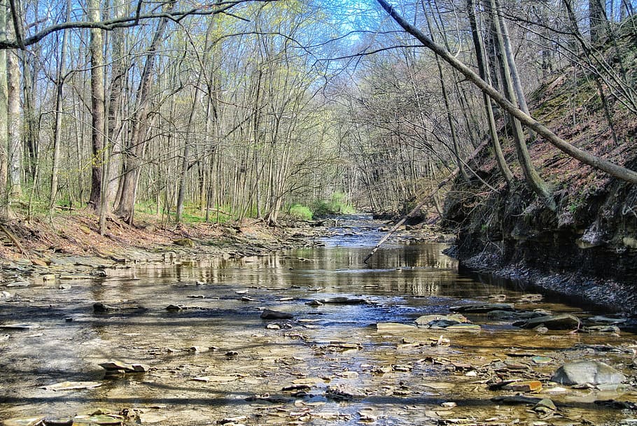 ohio, river, water, forest, trees, woods, nature, outside, landscape HD wallpaper