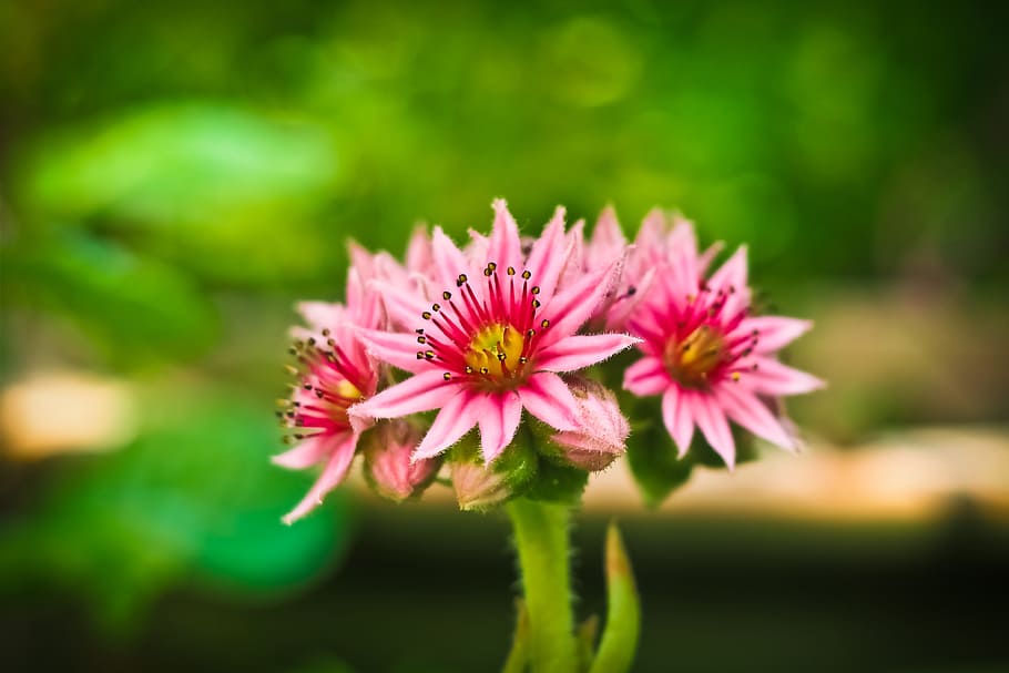 shallow focus photo of pink flowers, houseleek, blossom, bloom HD wallpaper