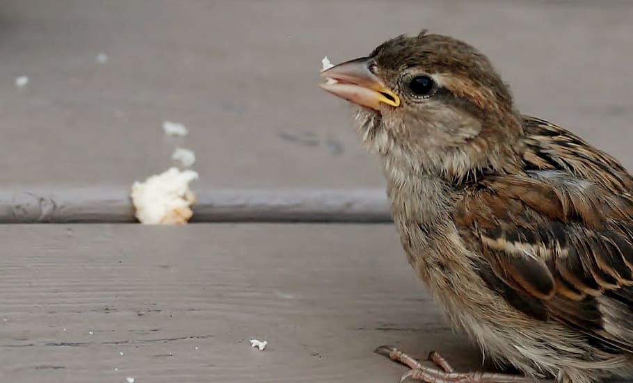 bird, fly, wings, feather, wildlife, beak, dom, outdoor, avian HD wallpaper