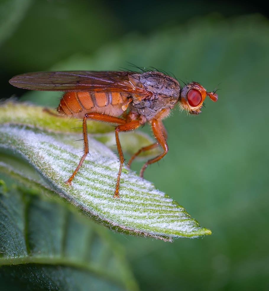 macro, insect, animal wildlife, animal themes, animals in the wild HD wallpaper