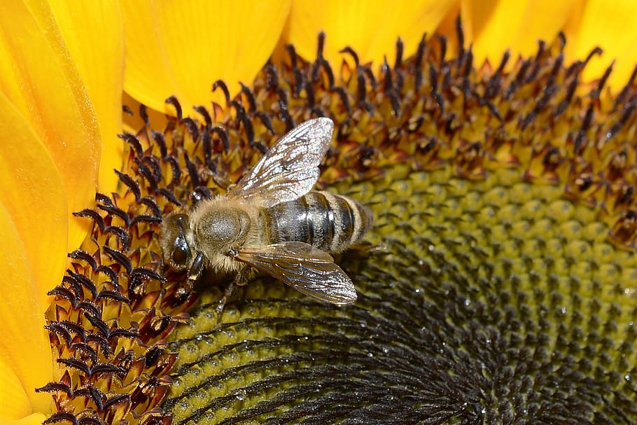 grey and yellow bee on yellow flower, insect, close, blossom HD wallpaper