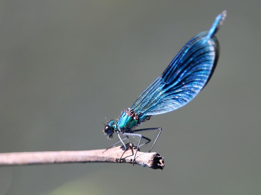 dragonfly, insect, spreewald, invertebrate, animal themes, animal wildlife HD wallpaper