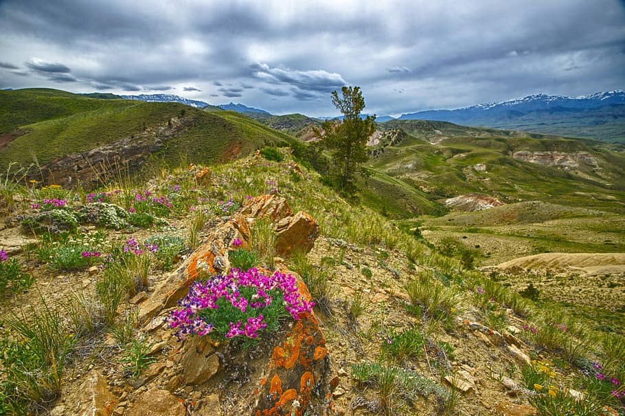 Flowers on the Mountain Ridge in Idaho, clouds, photos, grass HD wallpaper
