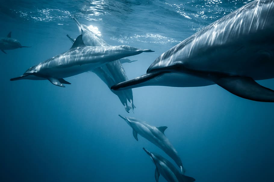 Amidst the Pod, group of dolphins underwater photo, animal, mammal