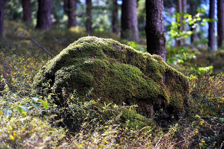 tilt shift photography of black rock with moss, stone, bemoost HD wallpaper