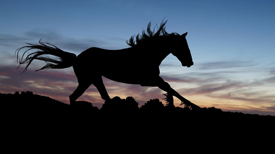 silhouette of horse during sunset, gallop, shadow, stallion, expensive, HD wallpaper