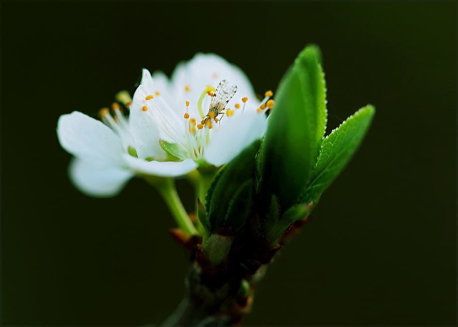 Close-up White Petaled Flower, bloom, blossom, flora, flowers HD wallpaper