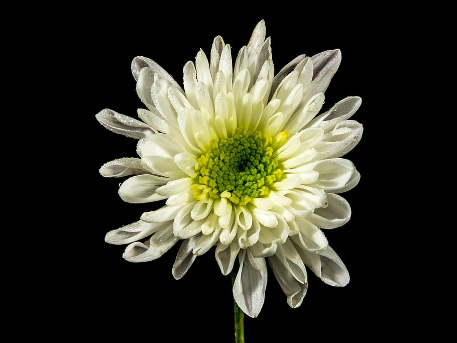 blossom, bloom, flower, white, flowering plant, flower head HD wallpaper