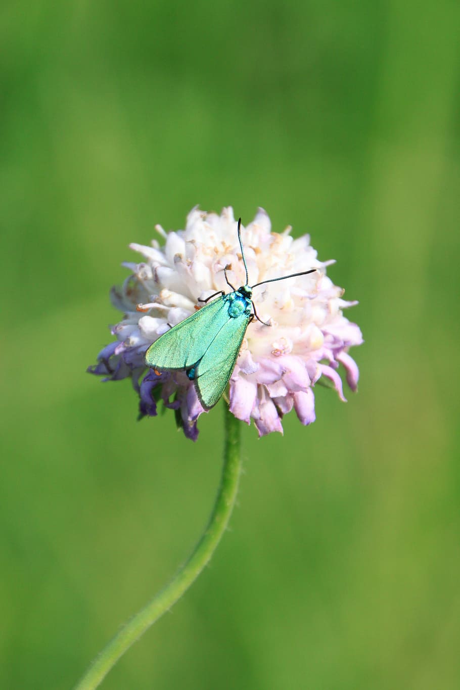 butterfly, green, metallic, reflection, wings, insects, animals in the wild HD wallpaper