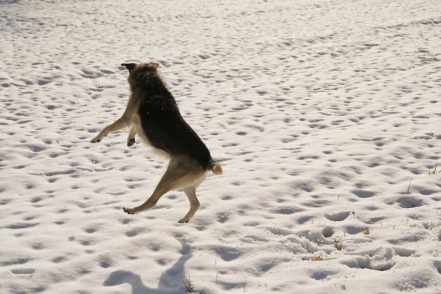 snow, dog, winter, white, animal, animal themes, one animal HD wallpaper