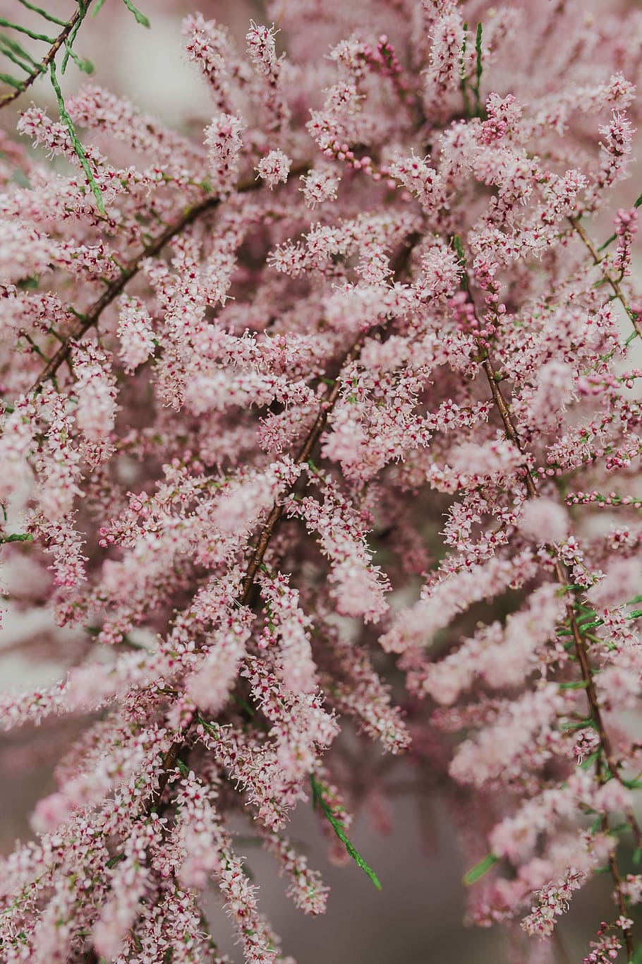 Tree bloom in early Spring, flowers, background, nature, pink HD wallpaper