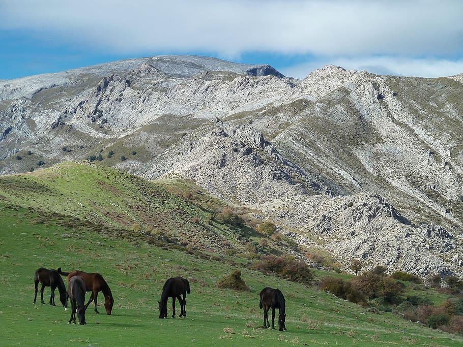 mountain, horses, landscape, nature, animals, mammal, livestock HD wallpaper