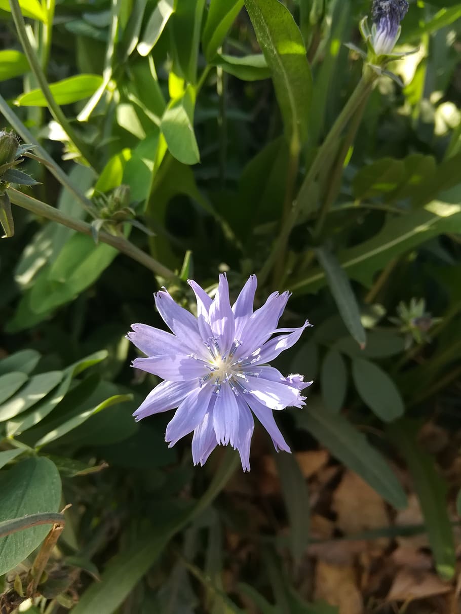 flower, lilac, field, flowering plant, fragility, vulnerability HD wallpaper