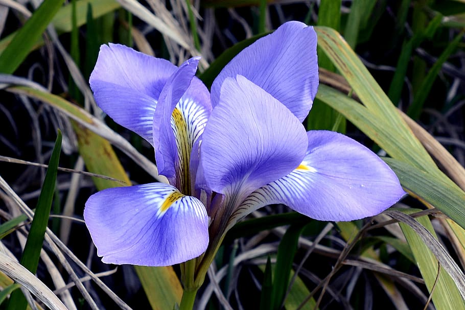 purple petaled flower, iris, blossom, bloom, blue, plant, nature HD wallpaper