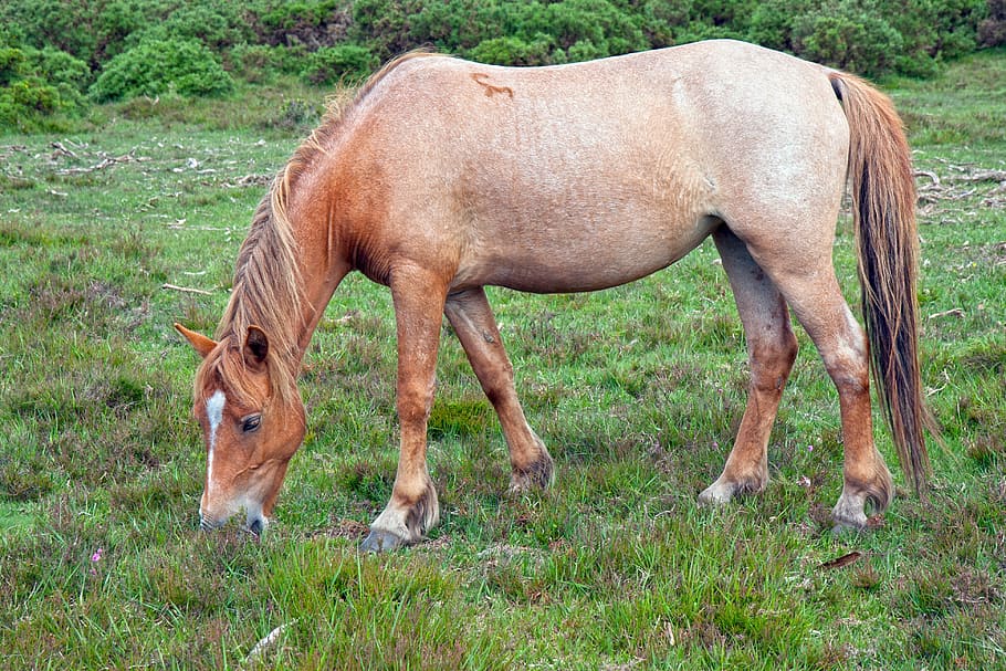 horse, pony, strawberry roan, new forest pony, grazing, eating