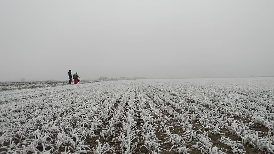 winter, mraz, icing, slovakia, field, land, plant, landscape HD wallpaper