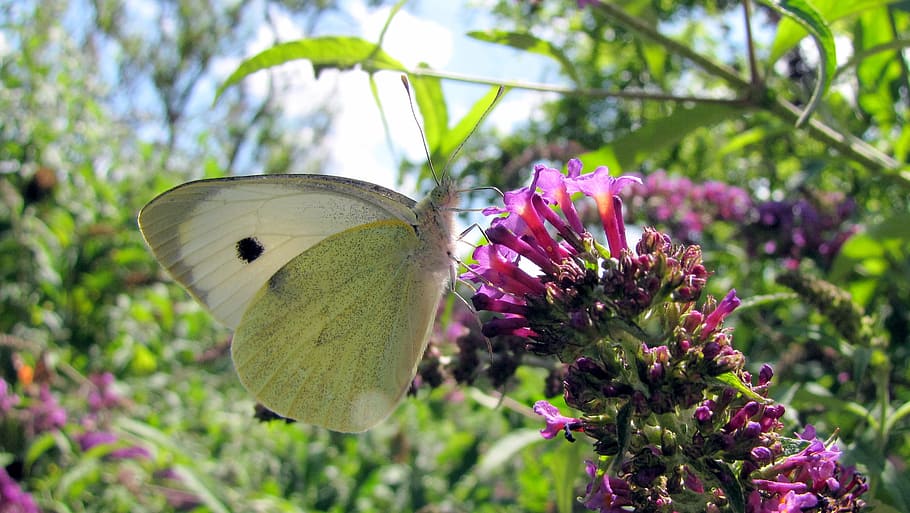 white, butterfly, lilac, flower, plant, flowering plant, vulnerability HD wallpaper