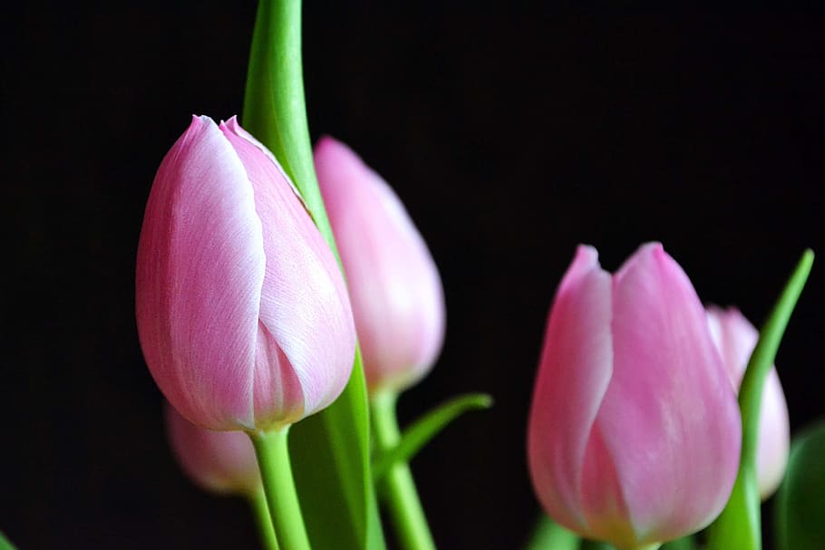 Tulips, Pink, Spring, Flower, Nature, blossom, bloom, flora HD wallpaper