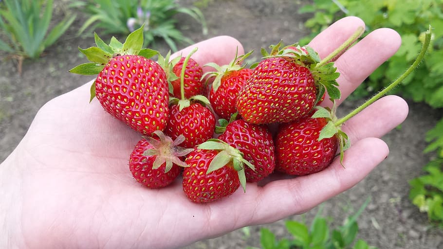 strawberry, summer, spring, may, harvest, garden, nature, sun, HD wallpaper