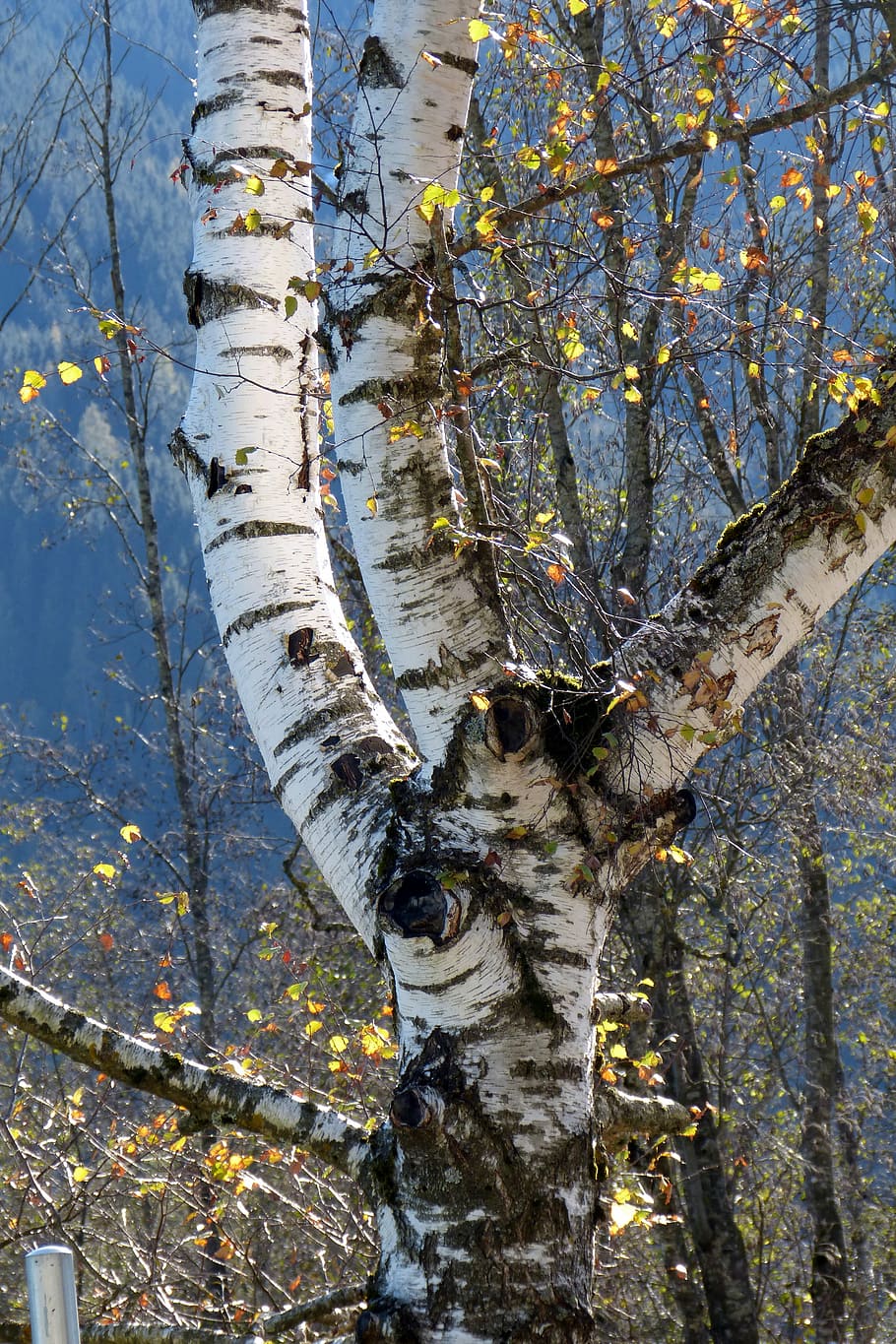 birch, tree, nature, tribe, autumn, fork, plant, trunk, tree trunk HD wallpaper