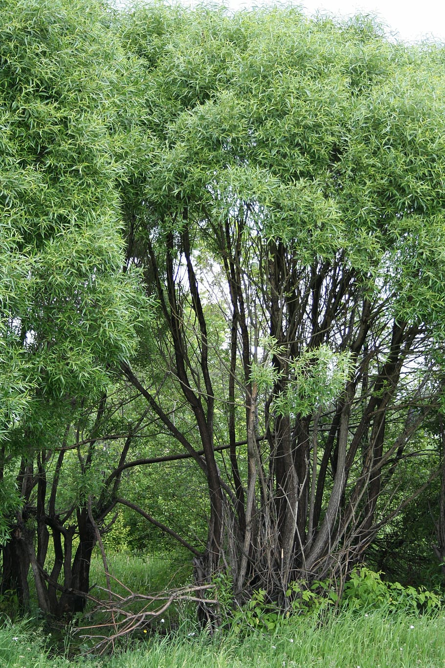 tree, summer, nature, landscape, greens, plant, forest, growth HD wallpaper