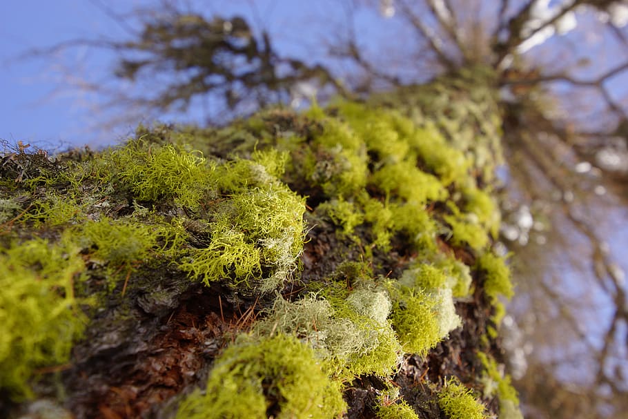 moss, tree, forest, green, nature, trunk, tree trunk, park, HD wallpaper