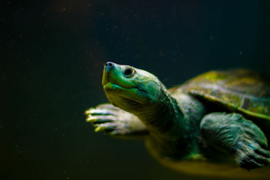 brown and green turtle, closeup photo of green and beige tortoise HD wallpaper