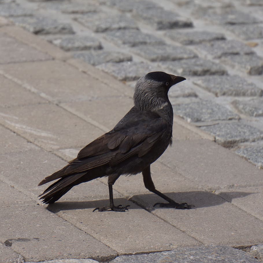 Jackdaw, Corvus Monedula, Bird, black, gray, one animal, animal wildlife HD wallpaper