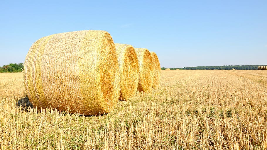 summer, straw, yellow, landscape, agriculture, hay, plant, rural scene HD wallpaper