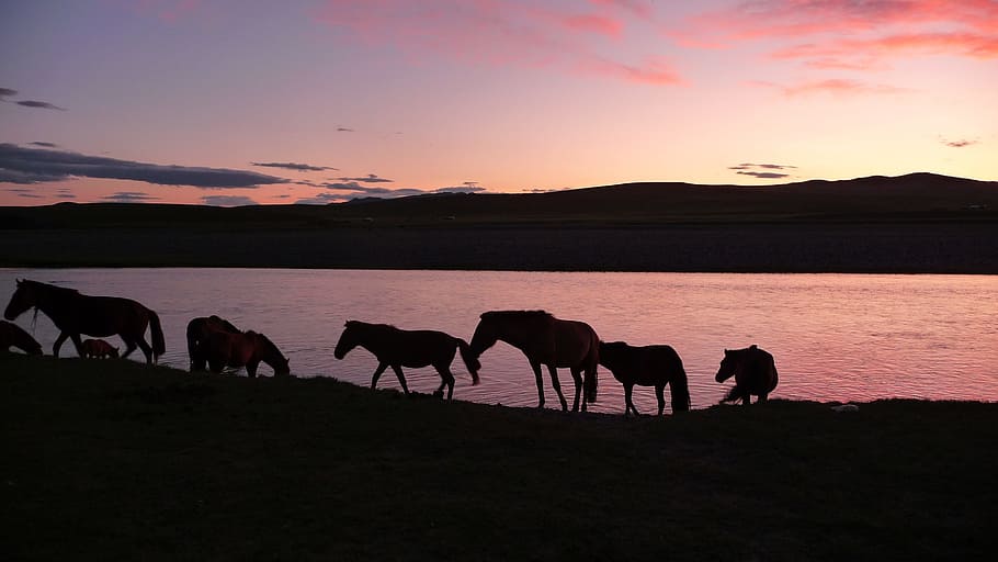 silhouette of horses near body of water within mountain range during golden hour HD wallpaper
