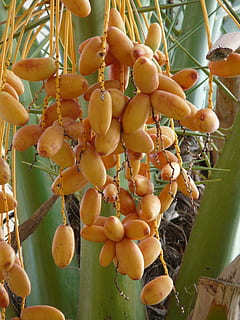 Date Palm, Palm Fruit, Date Fruit, date palm fruit, phoenix canariensis HD wallpaper