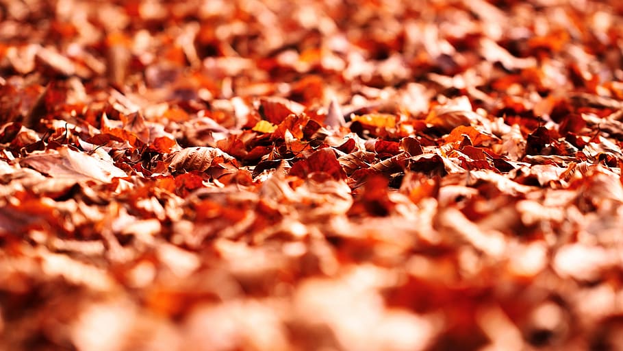brown dried leaves, untitled, leaf, fall, autumn, orange, full frame HD wallpaper