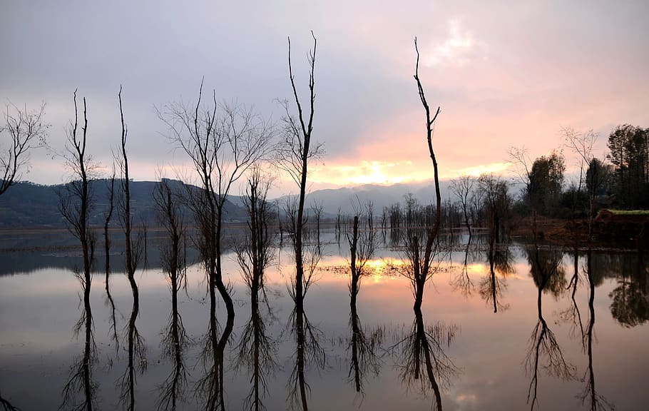 sunset, reflection, the water, tree, sky, lake, bare tree, tranquility HD wallpaper