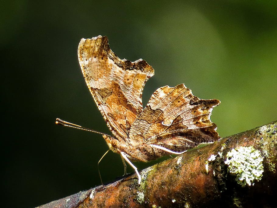 insect, eastern comma, polygonia, nature, butterfly, animal themes HD wallpaper
