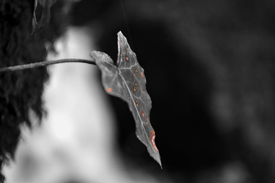 leaf, nature, bw, close-up, tree, branch, plant, season, outdoors HD wallpaper