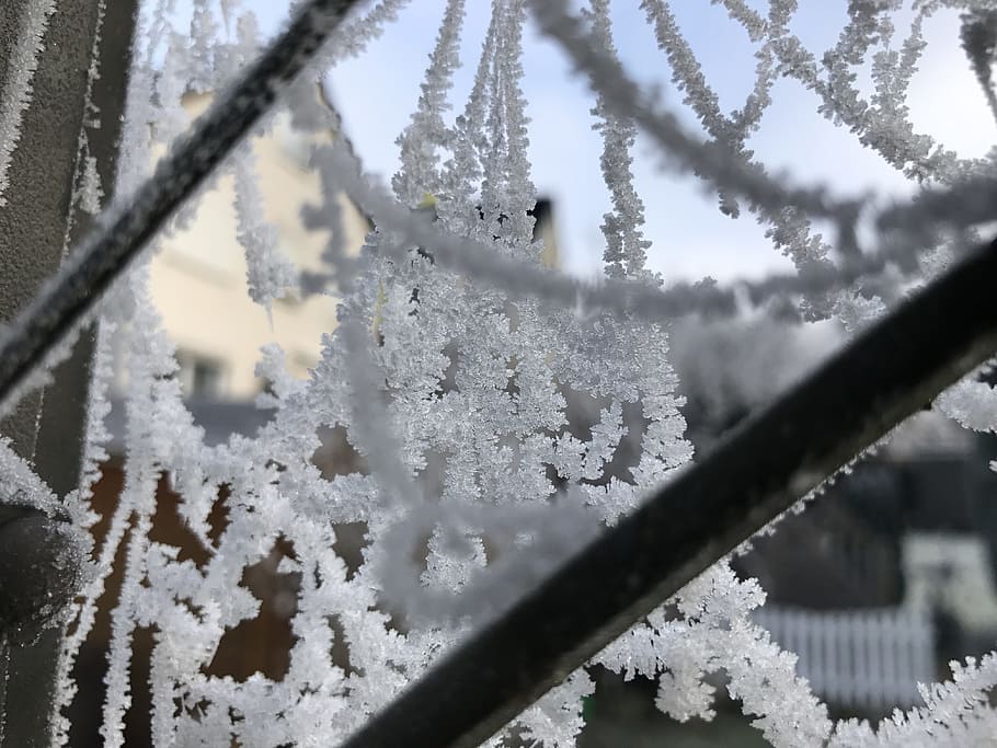 frost, cobweb, network, hoarfrost, winter, cold, ice, cold temperature HD wallpaper