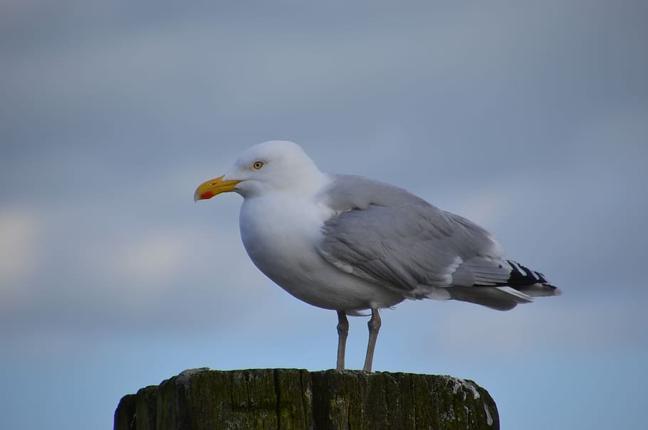 Coast, Port, seevogel, bird, one animal, animal wildlife, animals in the wild HD wallpaper