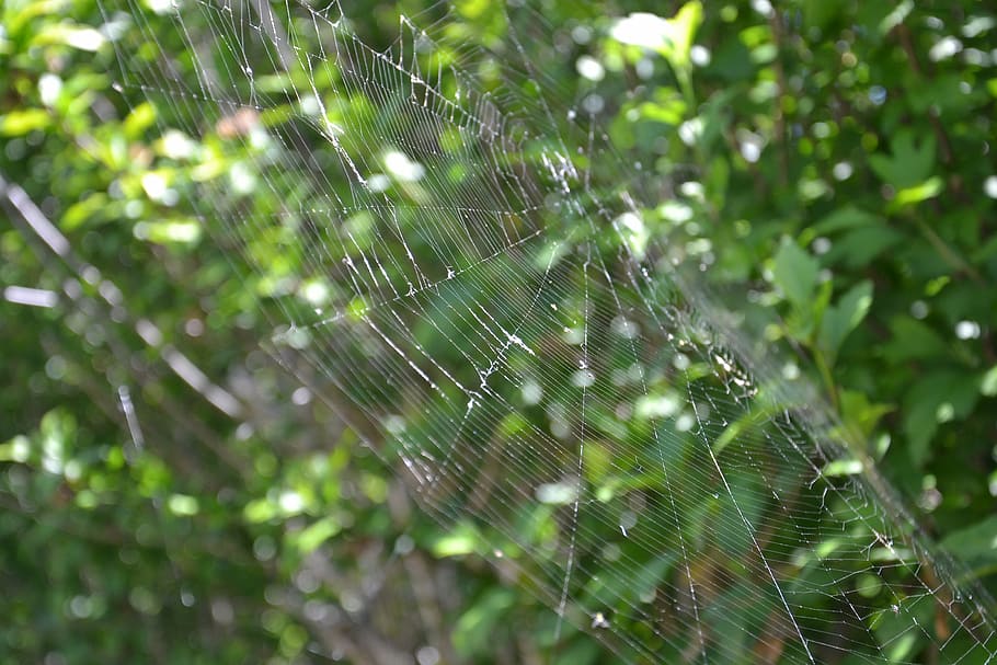 spider, canvas, spider web, macro, nature, fragility, vulnerability HD wallpaper