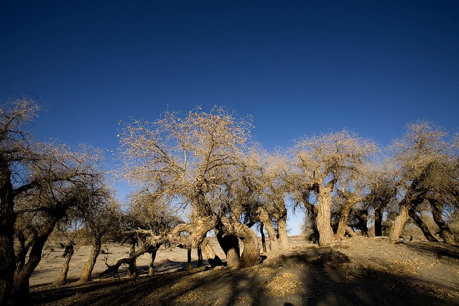 populus, winter, desert, tree, plant, sky, nature, blue, landscape HD wallpaper