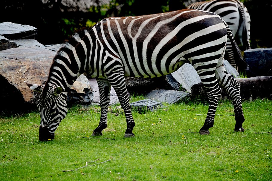 Zebra, Zoo, African Animals, nature, stripes, savannah, wild animals, HD wallpaper