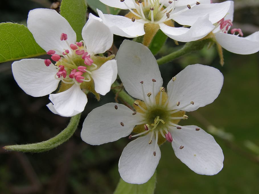 spring, fruit, malus, apple, flower, nature, leaf, plant, petal HD wallpaper